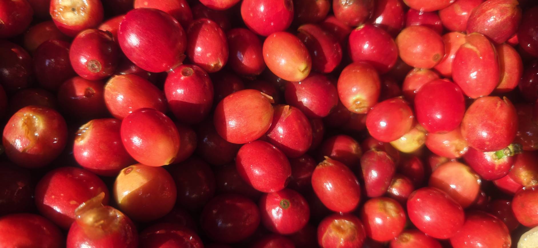 把咖啡，曬給太陽看