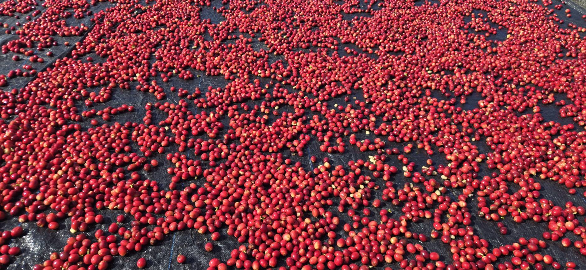 日曬 咖啡果實