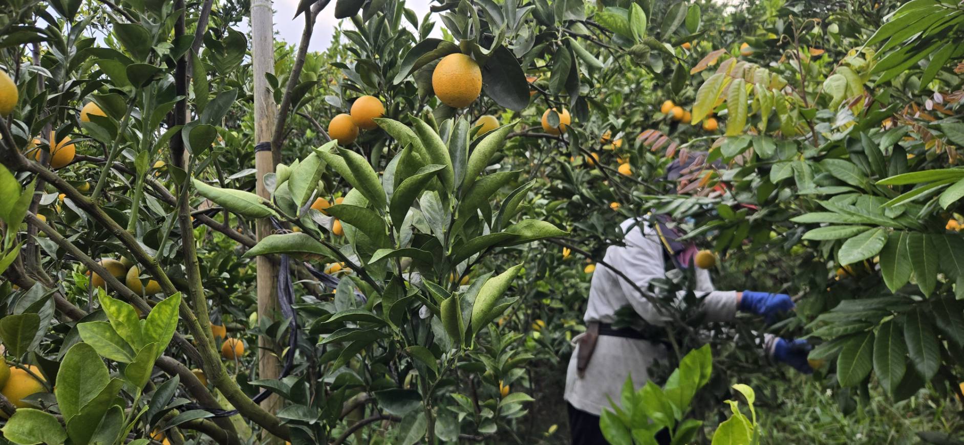 橘子採收
