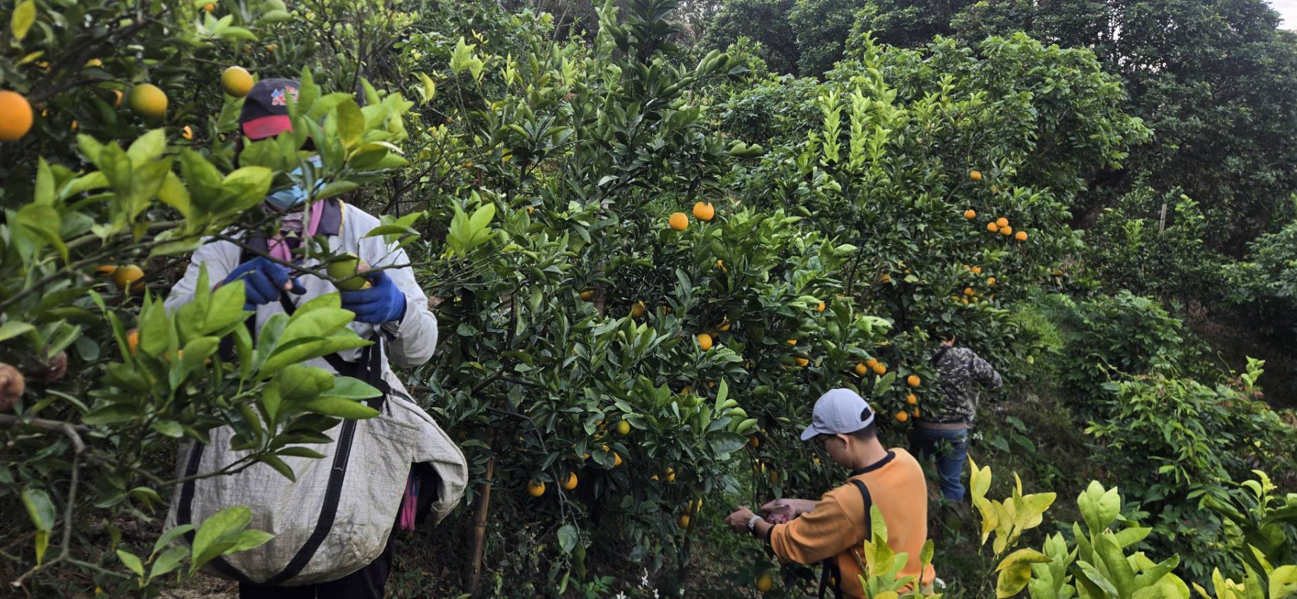橘子採收