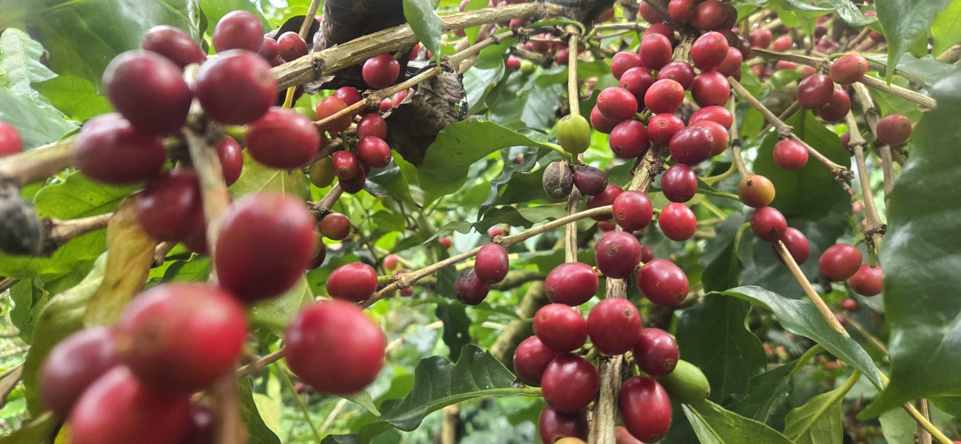 阿拉比卡的鐵皮卡