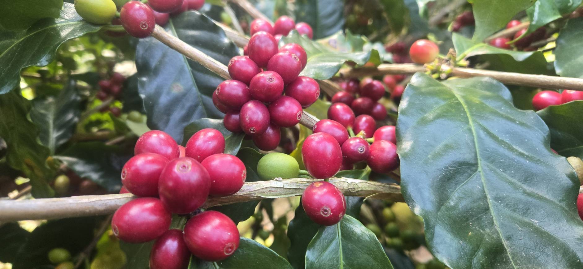 阿拉比卡的鐵皮卡