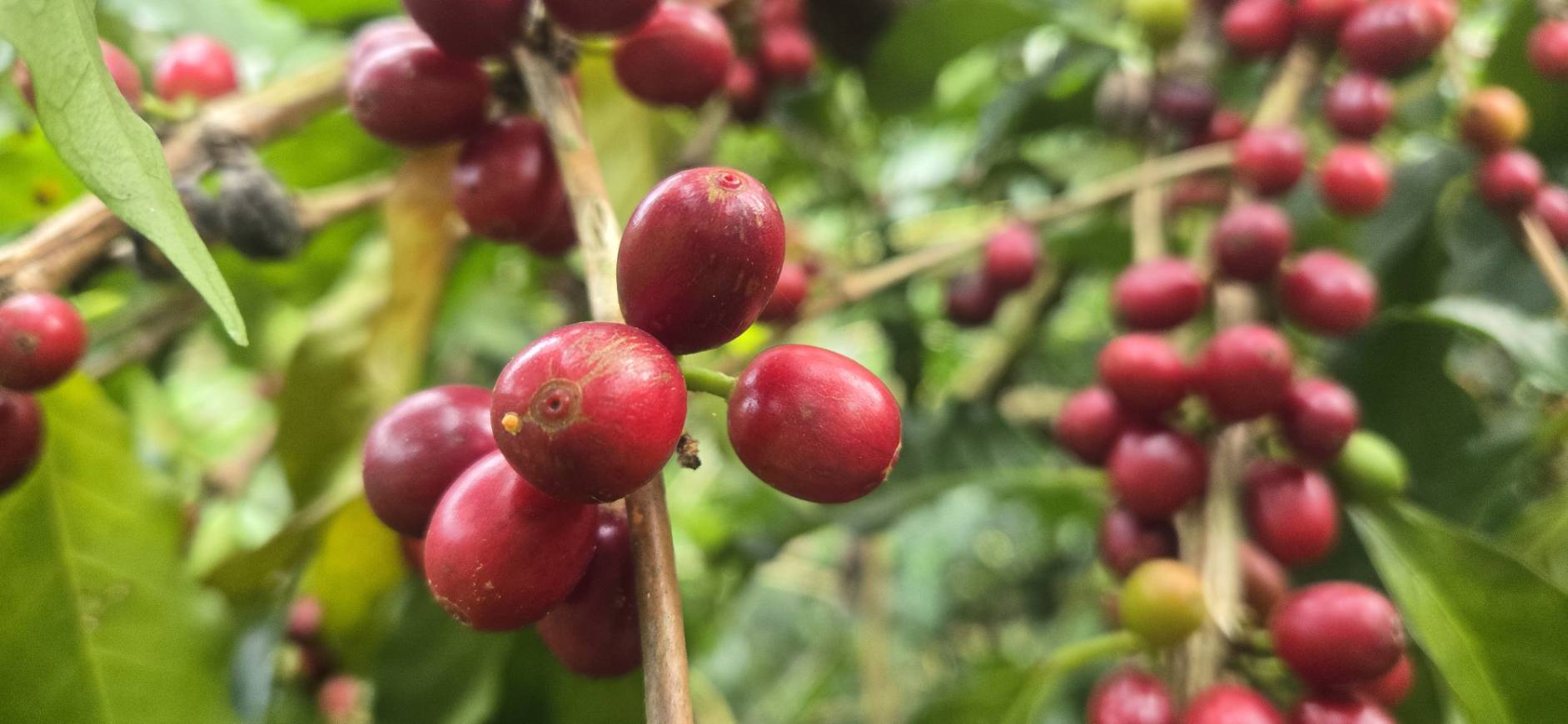 阿拉比卡的鐵皮卡