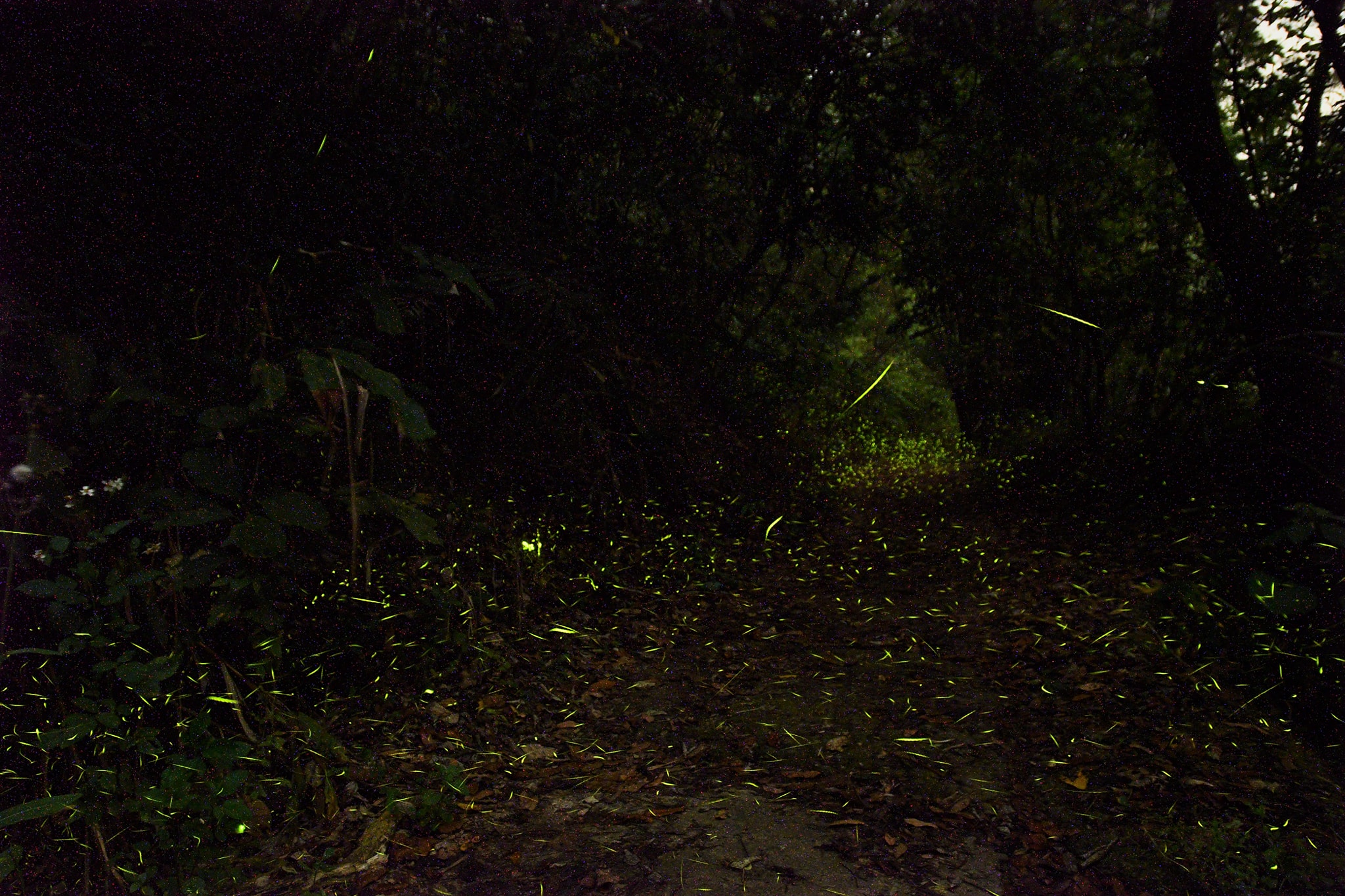 咖啡園的螢火蟲