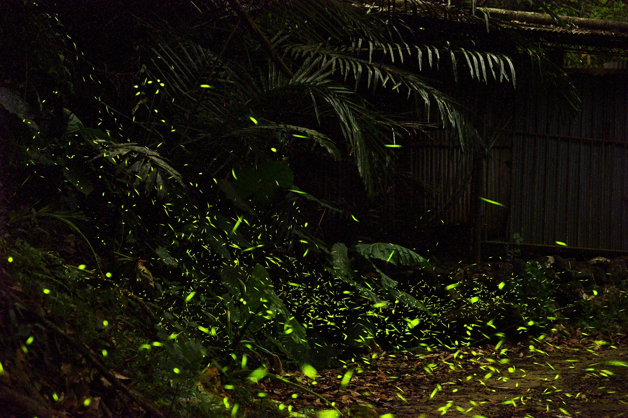 咖啡園的螢火蟲
