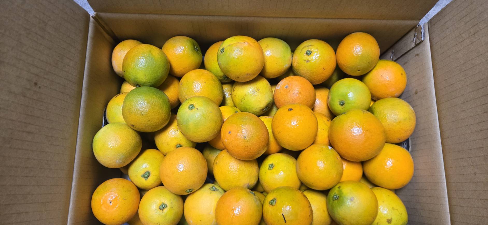 柳丁(12/20~1/5)預購農產品-已結束