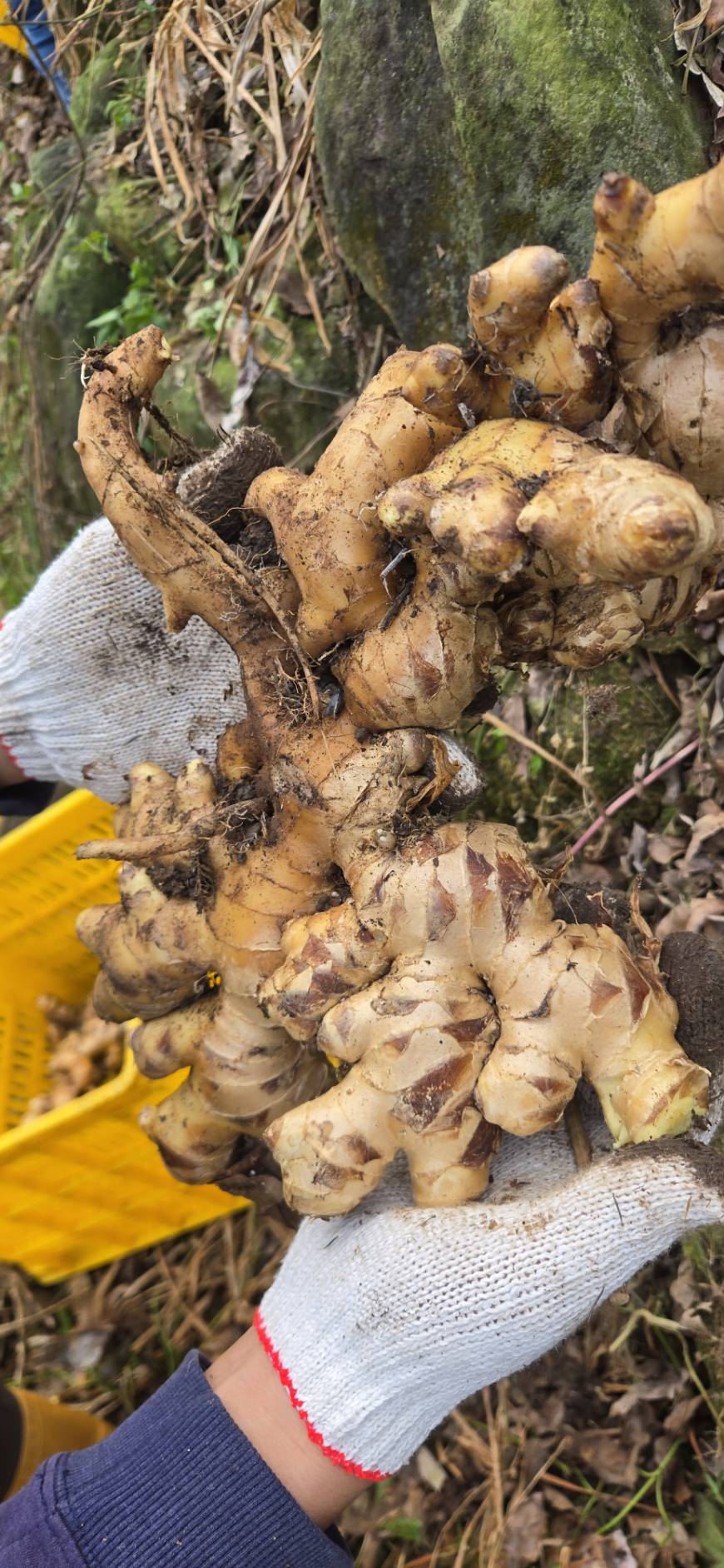 薑(1/10~1/31)預購農產品